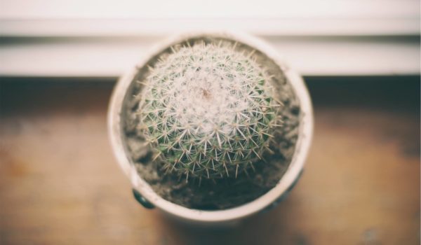 Barrel Cactus