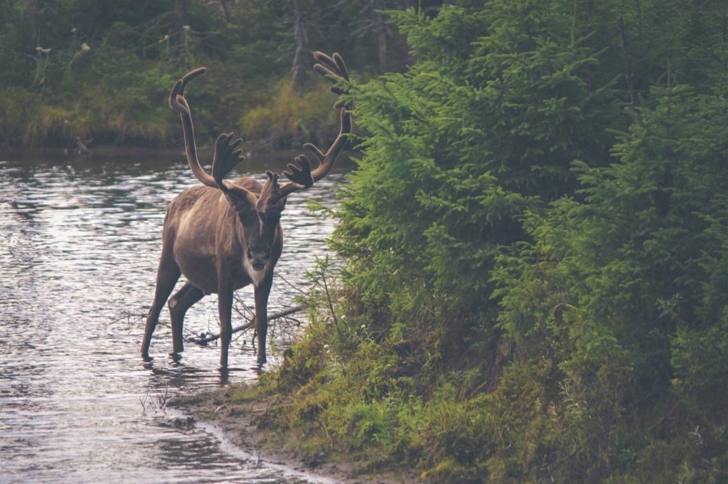 moose